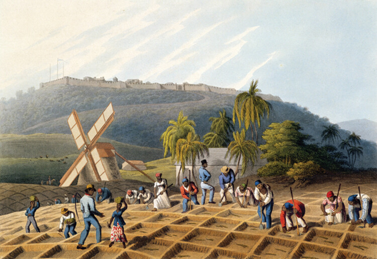 An image of enslaved Africans planting sugar cane cuttings in Anitgua. The engraving shows several people working in a field. There are palm trees and a windmill in the background.