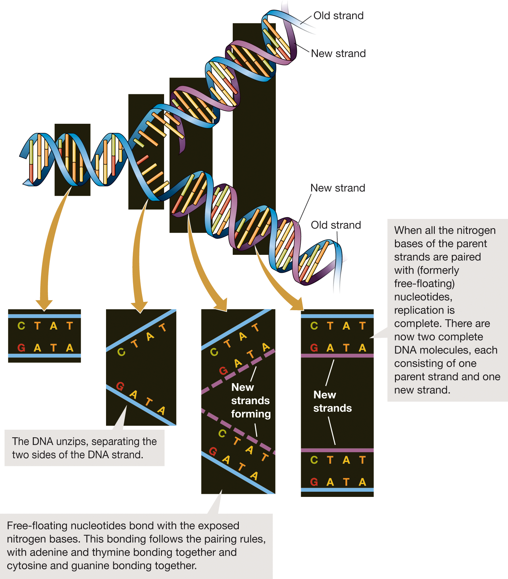 An illustration shows the replication of DNA. The DNA unzips, separating the two sides of the DNA strand. Free-floating nucleotides bond with the exposed nitrogen bases. This bonding follows the pairing rules, with adenine and thymine bonding together and cytosine and guanine bonding together. When all the nitrogen bases of the parent strands are paired with (formerly free-floating) nucleotides, replication is complete. There are now two complete DNA molecules, each consisting of one parent strand and one new strand.