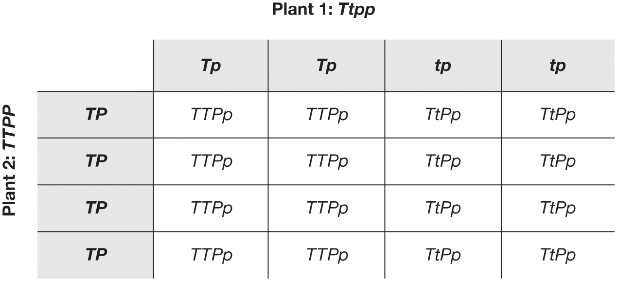 A table with 4 rows and 4 columns. The column title reads, Plant 1: Upper T lower t lower p lower p. The column headers are Upper T lower p, Upper T lower p, lower t lower p, and lower t lower p. The row title reads, Plant 2: Upper T Upper T Upper P Upper P. The row headers are Upper T Upper P, Upper T Upper P, Upper T Upper P, and Upper T Upper P. The row-wise entries separated by semicolons are as follows. Row 1: Upper T Upper T Upper P lower p; Upper T Upper T Upper P lower p; Upper T lower t Upper P lower p; Upper T lower t Upper P lower p. Row 2: Upper T Upper T Upper P lower p; Upper T Upper T Upper P lower p; Upper T lower t Upper P lower p; Upper T lower t Upper P lower p. Row 3: Upper T Upper T Upper P lower p; Upper T Upper T Upper P lower p; Upper T lower t Upper P lower p; Upper T lower t Upper P lower p. Row 4: Upper T Upper T Upper P lower p; Upper T Upper T Upper P lower p; Upper T lower t Upper P lower p; Upper T lower t Upper P lower p.