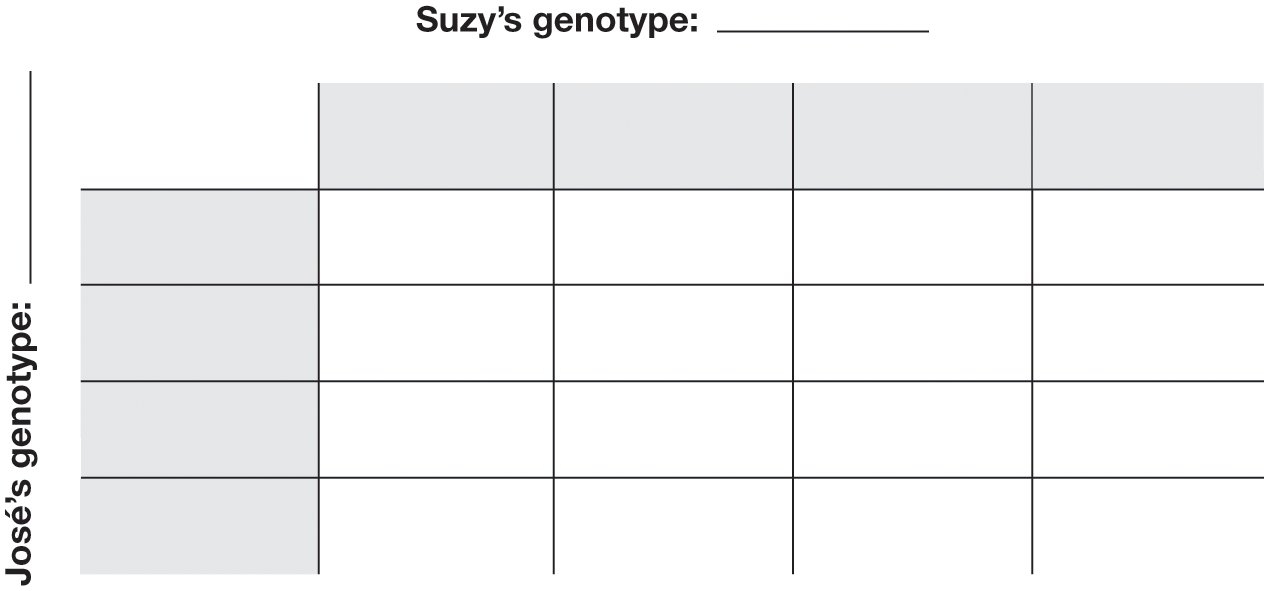 An empty table with 4 rows and 4 columns. The column title reads, Suzy’s genotype: blank. The 4 column headers are blank. The row title reads, Jose’s genotype: blank. The 4 row headers are blank.