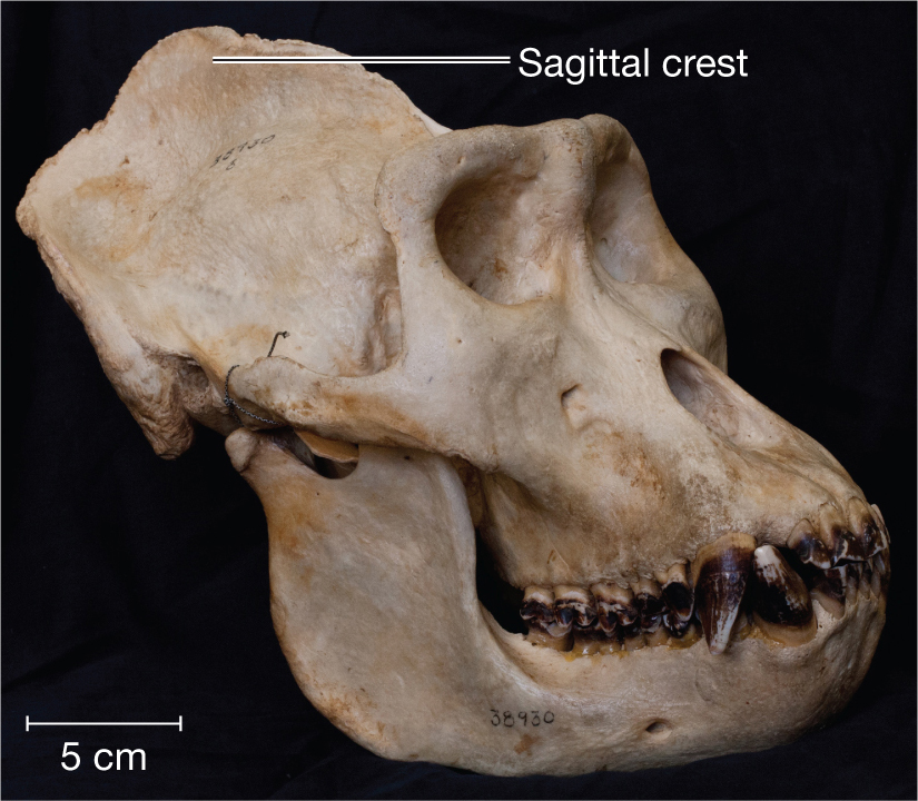 Cresting Primates Distinguishing Bones: Features