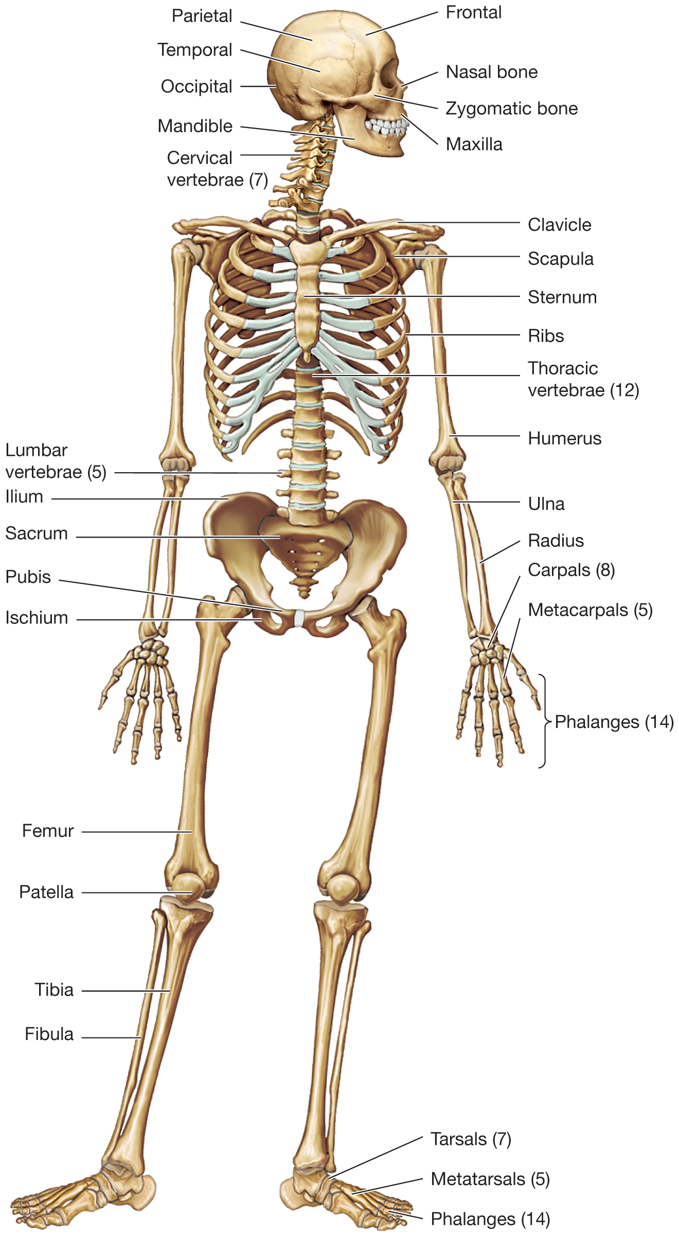 An illustration of a human skeleton lists the bones in the body. The bones are parietal, frontal, temporal, and occipital on top of the skull, nasal bone, zygomatic bone, maxilla, and mandible in the posterior side of the skull, seven cervical vertebrae in the neck, clavicle and scapula in the shoulder, sternum in the chest, ribs in the trunk, twelve thoracic vertebrae in the back, five lumbar vertebrae at the bottom, humerus in the upper arm, ulna and radius in the forearm, eight carpals in the wrist, five metacarpals and fourteen phalanges in the fingers, ilium, sacrum, pubis, and ischium in the hip, femur in the thigh, patella in the knee, tibia and fibula in the lower leg, seven tarsals in the ankle, and five metatarsals and fourteen phalanges in the foot.