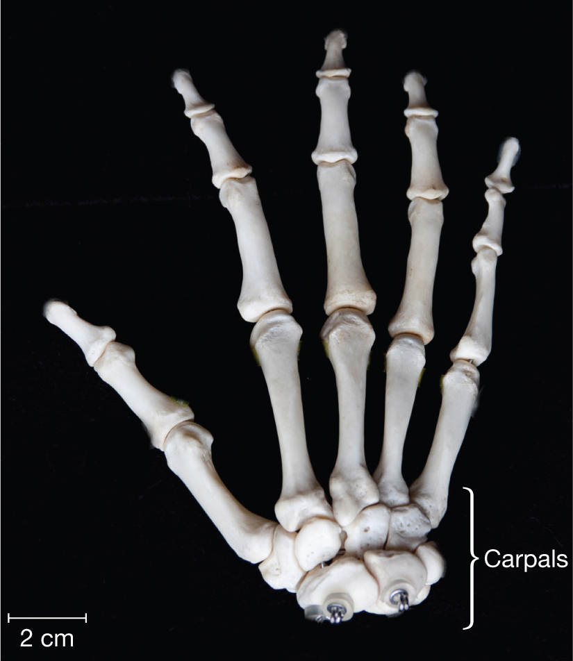 A photo shows cubical carpals in the wrist region of a human hand. Five thin metacarpals, one for each finger, are attached to the carpals. The metacarpals are attached to fourteen thinner phalanges, two for the thumb and three for the remaining fingers.