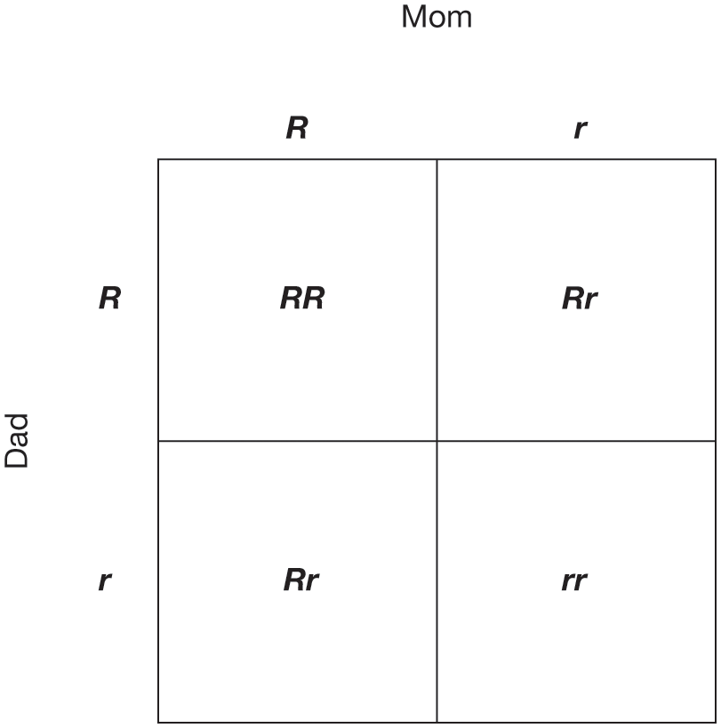 A 2 by 2 square with the uppercase R and lowercase r above the column 1 and 2 respectively (mom) and the uppercase R and lowercase r on the left of the row 1 and 2 respectively (dad). Column 1, row 1: Uppercase R, uppercase R; Column 2, row 1: Uppercase R, lowercase r; Column 1, row 2: Uppercase R, lowercase r; and Column 2, row 2: lowercase r, lowercase r.