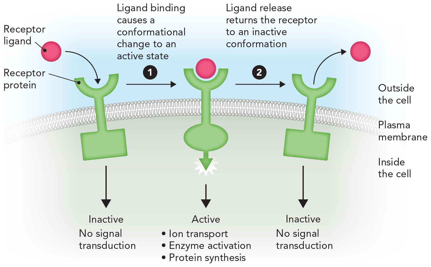 1.2 The Chemical Basis of Life: A Hierarchical Perspective