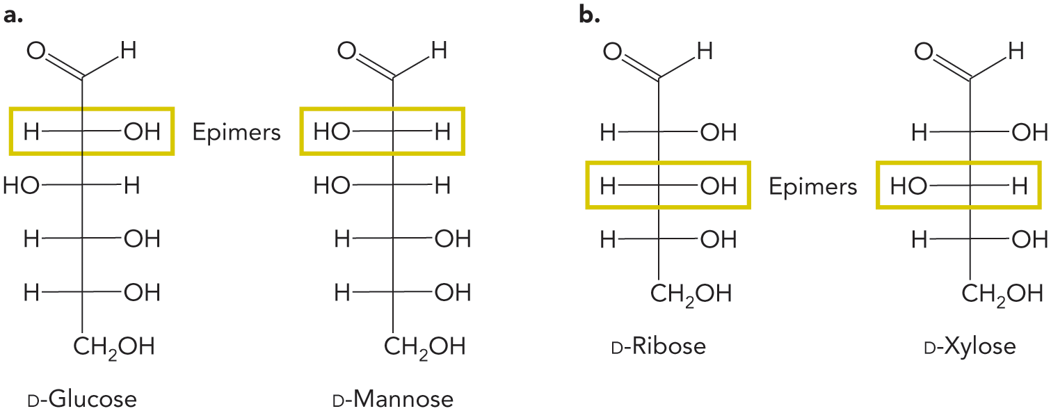 9.2 Structures of Simple Sugars