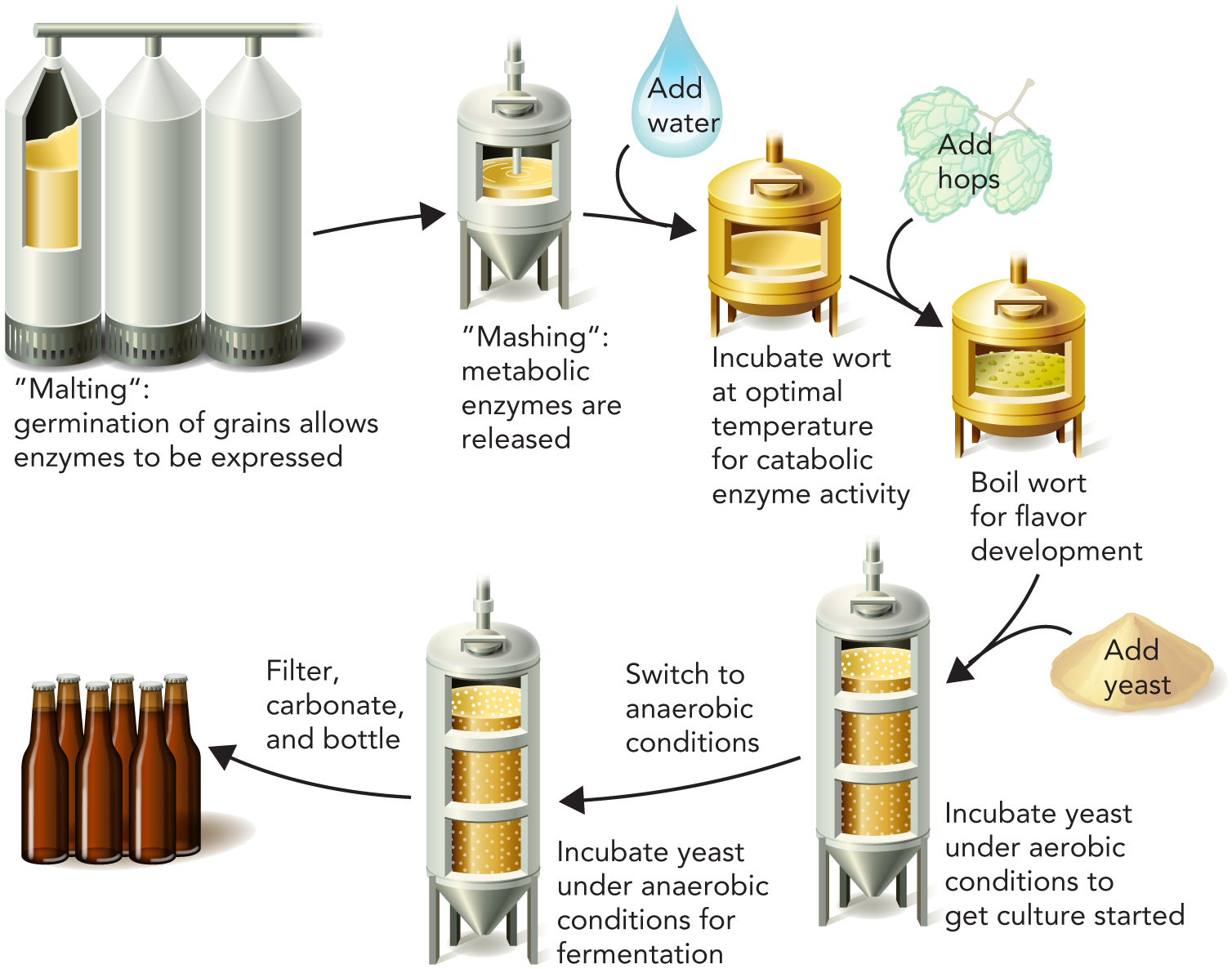 Perry Fermentation 9.5 Metabolic Fate of Pyruvate