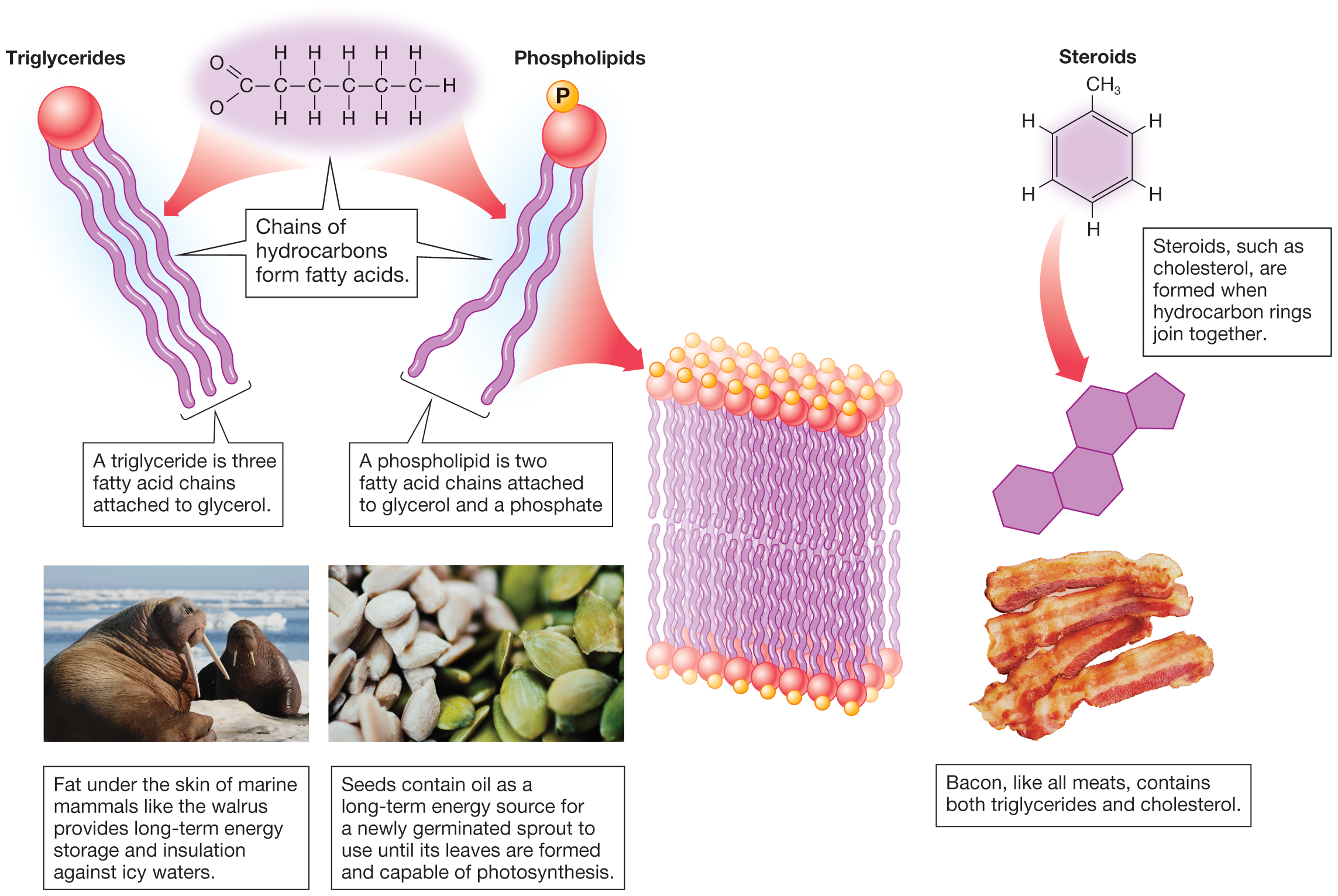 Carbs Proteins And Amino Acids Building Blocks Of Life Basic Lipidds