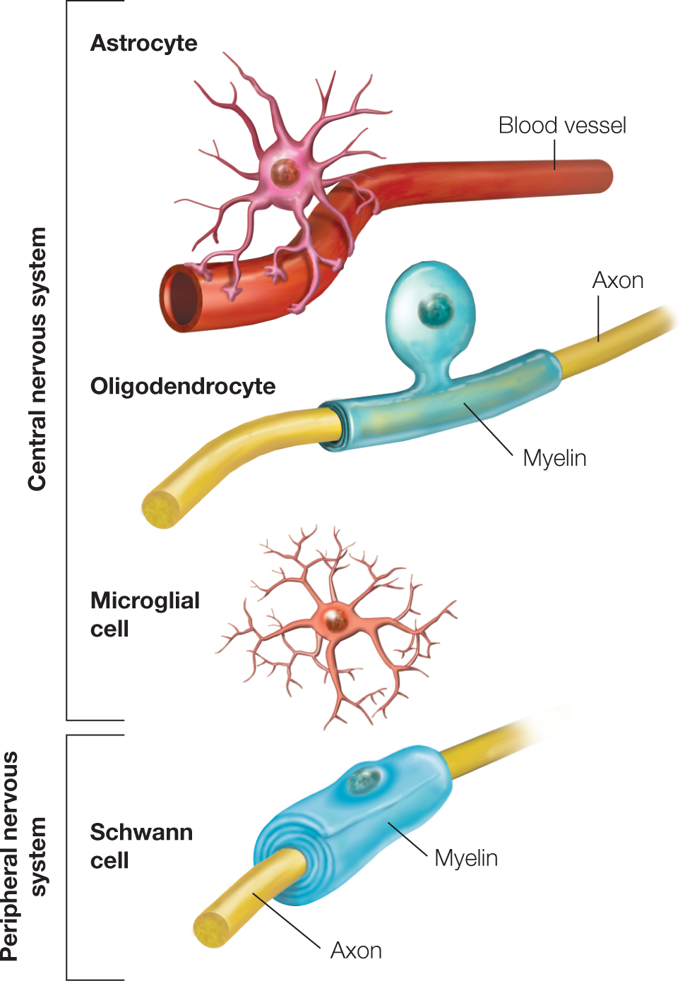 The cell types follow: Astrocyte has a neuron with branches attached to a blood vessel. Oligodendroctye shows Myelin at the middle of an axon. A microglial cell has a central cell and various branches emanating. These three are combined and categorized as belonging to the Central Nervous System. A Schwann cell below, belonging to Peripheral nervous system has an axon and myelin wrapped around the axon at the middle.