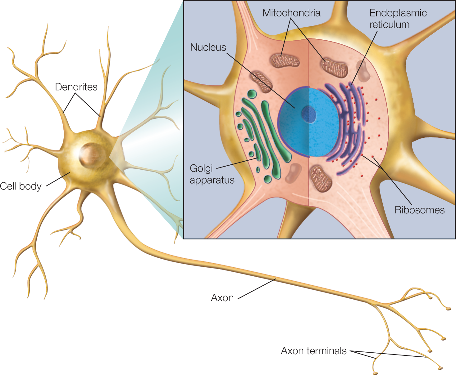 Inset image shows the various parts in the cell body as Nucleus, Mitochondria, Endoplasmic reticulum, Golgi apparatus, and Ribosomes.