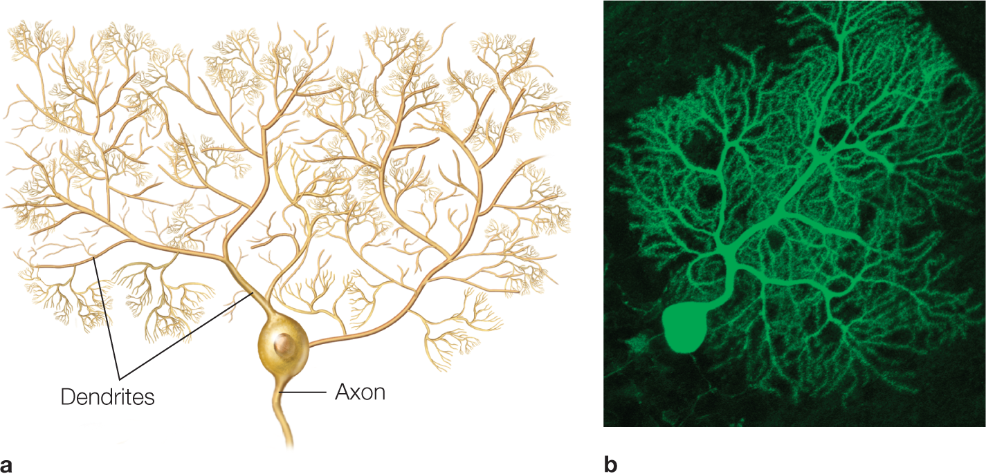 Illustration shows an axon and various dendrites from a Purkinje cell from the cerebellum. | Illustration shows a micrograph of a Purkinje cell from mouse cerebellum visualized using flourescence methods. There is a single cell at the bottom with numerous dendrites above. | 