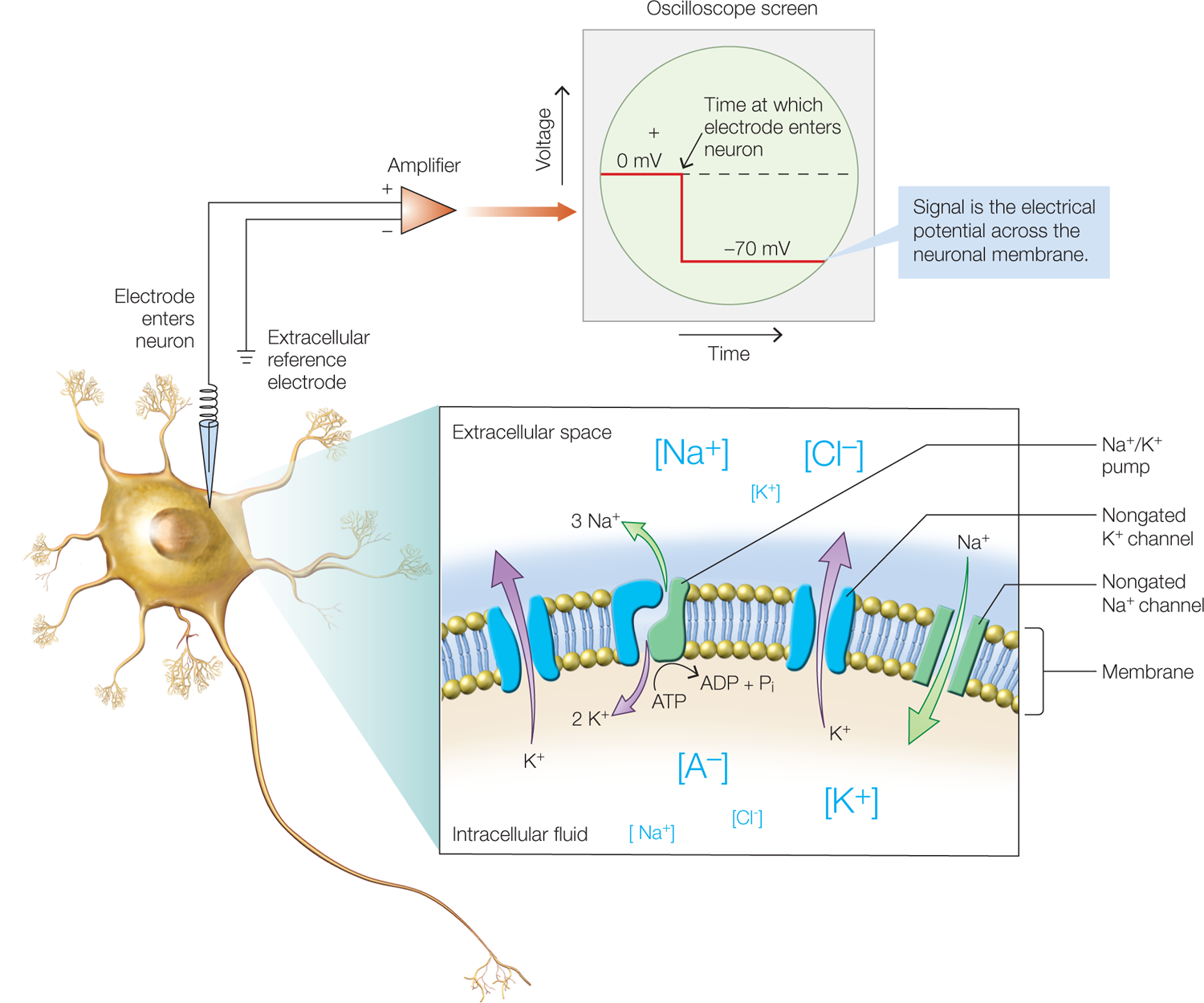 Electrode is connected to an amplifier at the top. The amplifier is also connected with an extracellular reference electrode. An oscillation scope at the top shows voltage in the Y axis and Time in the X axis. The graph starts at 0 mv, moves parallel to the X axis, moves down and again moves parallel to the X axis at negative 70 mv. Pointer above reads, Time at which electrode enters neuron, at 0 mv. Pointer below reads, Signal is the electrical potntial across the neuronal membrane. Callout has parts as follows. Membrane at below; membrane has NA channels marked as Nongated NA positive channels in between. Nongated K positive channels also follow. An Na positive or K positive pump is seen as a layer in the membrane and has a value of 3 Na positive. Another gateway is marked as K positive. Values appearing on the top and bottom read, K minus, A minus, Cl minus, K positive, and NA positive.