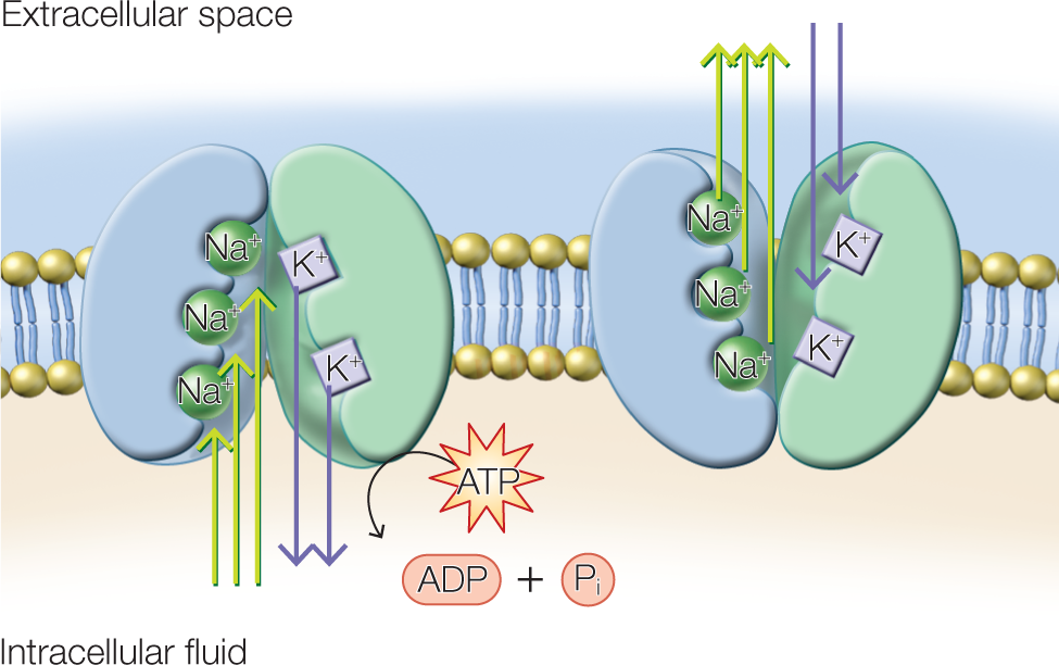 Na goes in and K comes out. Callout mentions that ATP gets converted to ADP plus P superscript 1. In another cell to the right, NA goes out and K positive comes in.