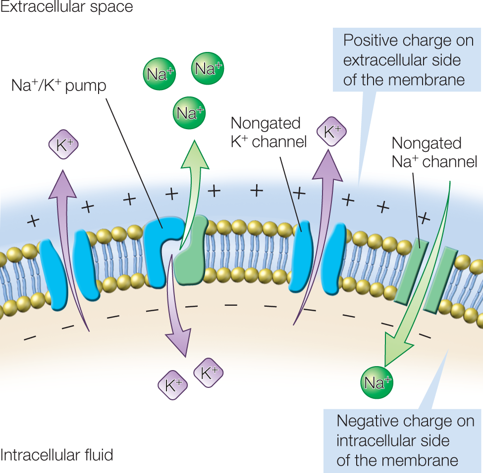 The membrane has many layers as follows: Nongated NA plus channel, through which Na positive flows; Nongated K plus channel, through which K positive flows; and Na positive or K positive pump, through which K positive flows.