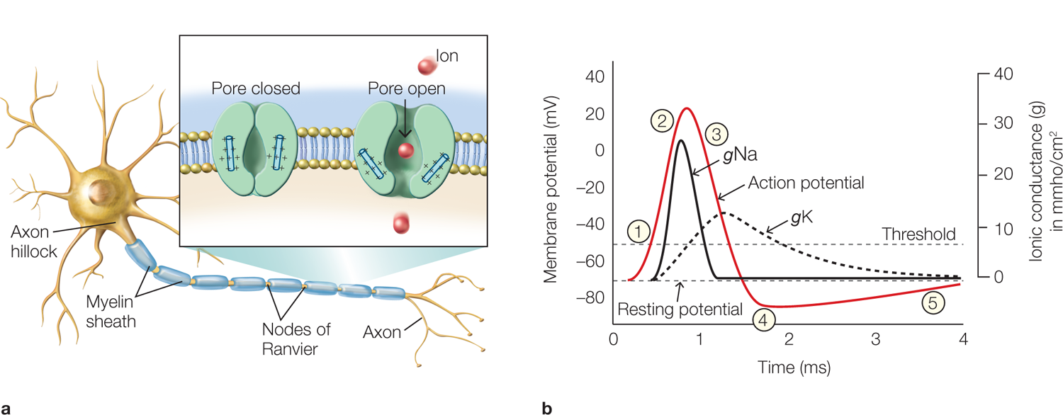 Inset image shows the pores to open and close and ions pass through the open pore. A line graph at right measures relative time course of changes in membrane voltage during an action potential. The X axis measures time in ms with values from 0 through 4 and increments of 1 and the Y axis measures membrane potential from negative 80 through positive 40 with increments of 20. Three line graphs are drawn from negative 60. The first one rises from negative 70 to positive 20, falls to negative 80 at 2 and ends at 4, negative 80. The second one starts at 0.5, negative 70, rises to 0.75, 0; falls to 1.5, negative 70, and moves in a straight line to end at 4, negative 70. The third one, a dotted line, starts at 0.5, negative 70; rises to 1.5, negative 40, and ends at 4, negative 70. Various positions are marked on these graphs and the threshold line is marked at negative 50 on the Y axis and it runs parallel to the X axis.