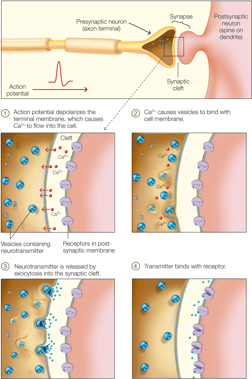 The postsynaptic neuron (spine on dendrite) is seen at far right. Synapse flows into the Presynaptic neuron (axon terminal) at the middle. Action potential is drawn and shown from left to right. Text reads, 1. Action potential depolarizes the terminal membrane, which causes Ca superscript 2 plus to flow into the cell. Illustration below shows vesicles containing neurotransmitters at left and cleft at right with receptots in post-synaptic membrane at the right of the cleft. Ca superscript 2 plus is released from the cleft into the area containing the vesicles. Caption at right reads, Ca superscript 2 plus vauses vesicles to bind with cell membrane. Illustration below shows a wider cleft in the middle and Ca superscript 2 plus binding with the cell membrane. Caption below reads, 3. Neurotransmitter is released by exocytosis into the synaptic cleft. 4. Transmitter bings with receptor and the illustrations show these processes.