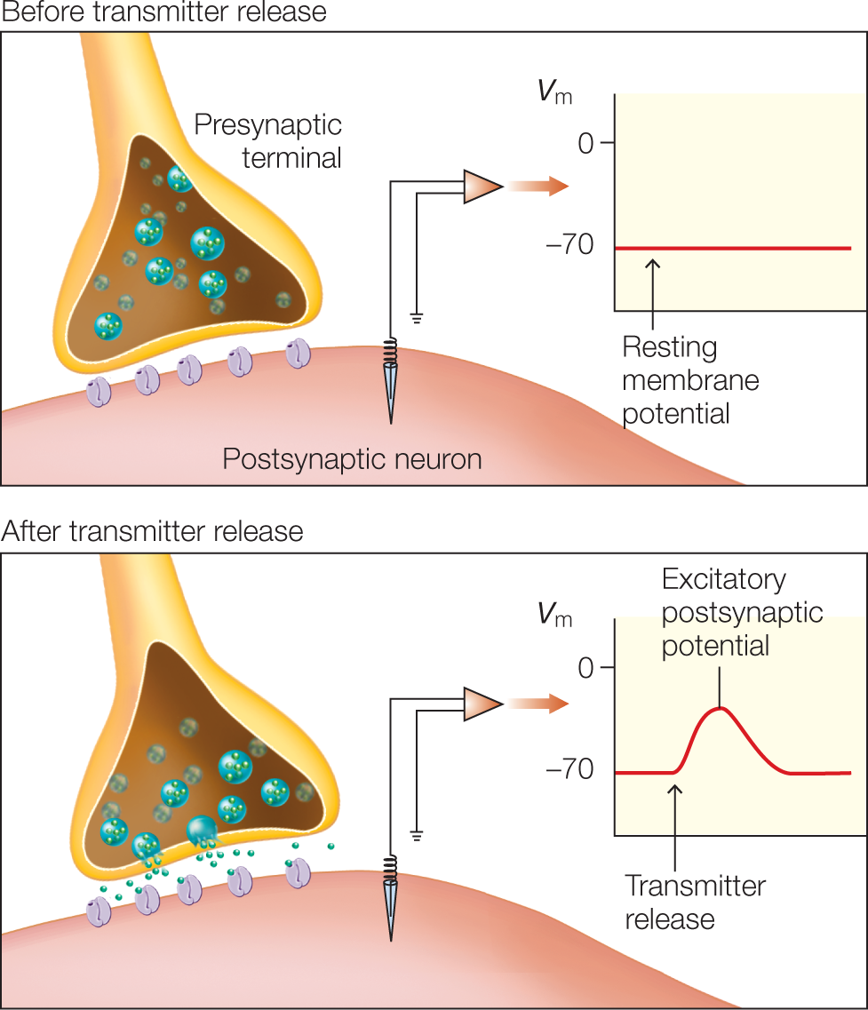 The top illustration shows a postsynaptic neuron with a connected electrode from an amplifier. The Presynaptic terminal is seen at left and is inhibitory. Graph at right shows the resting membrane potential at negative 70. The bottom illustration shows the same, but with an excitatory postsynaptic potential rising upto negative 35 and then falling to negative 70. The terminal is excitatory as it has become depolarized.