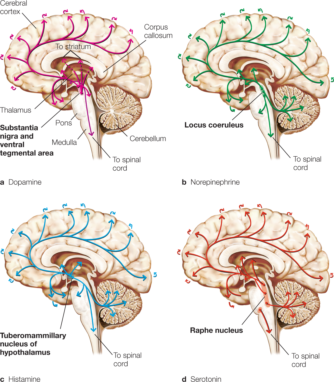 The four projections of the dopamine shown are: norepinephrine, histamine, serotonin, and systems using the neurotransmitters. The first one has various parts named as follows. Cerebral cortex at top, corpus callosum in the middle, Thalamus at left, Pons and medulla at bottom, cerebellum and to spinal cord below. The primary source of the biogenic amine is, substantia nigra and ventral tegmental area. Flow lines show the flow into the cerebrum and to the spinal cord. The second illustration has the source of the biogenic anime as Locus coeruleus. The third illustration has this as Tuberomammillary nucleus of hypothalamus. The fourth has this as Raphe nucleus. The additional flow line in the second, third, and fourth is into the cerebellum.