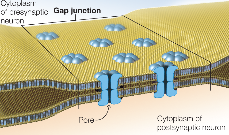 Illustration shows electrical synapse between two neurons. The following parts are marked: Gap junction at the end, pore, cytoplasm of presynaptic neuron and postsynaptic neuron.