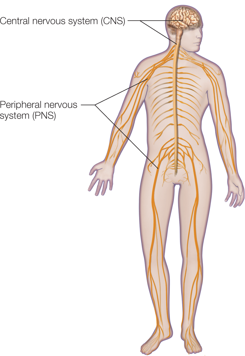 Illustration shows the peripheral and central nervous systems of the human body. The CNS and PNS are marked at the head and at the body respectively.
