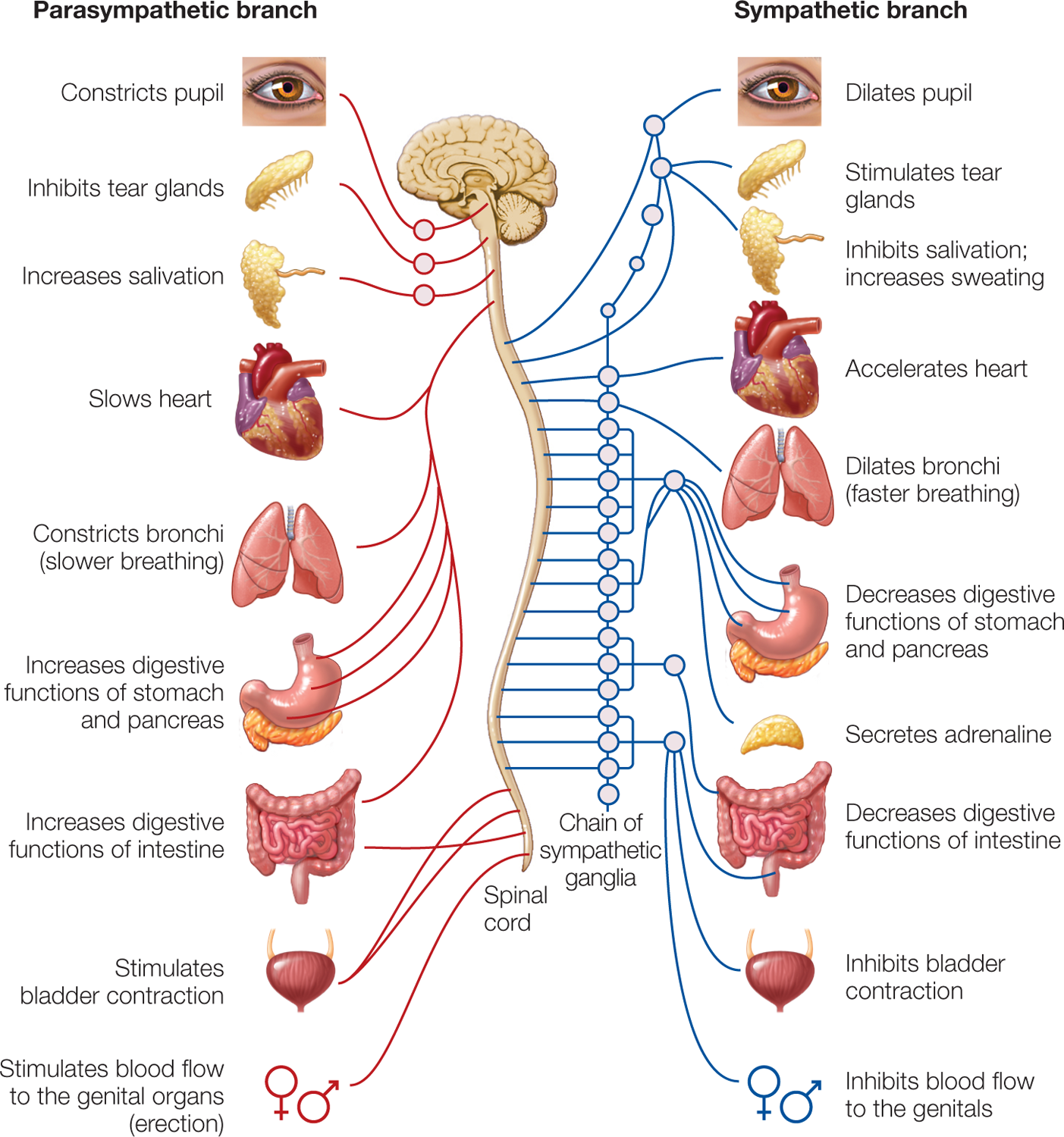 The left segment is titled, Parasympathetic branch and the right segment is titled, Sympathetic branch. Text and illustrations of various parts follow. Constricts pupil; dilates pupil. Inhibits tear glands; stimulates tear glands. Increases salivation; inhibits salivation; increases sweating. Slows heart; accelerates heart. Constricts bronchi (slower breathing); dilates bronchi (faster breathing). Increases digestive functions of stomach and pancreas; decreases digestive functions of stomach and pancreas. Liver secretes adrenaline in the sympathetic branch. Increases digestive functions of intestine; decreases digestive functions of intestine. Stimulates bladder contraction; inhibits bladder contraction. The chain of sumpathetic ganglia is drawn as circles from the spinal cord.