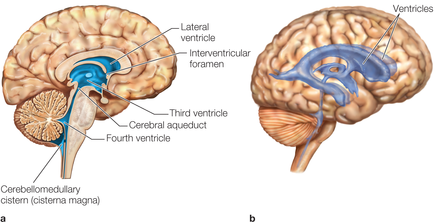 The left has the following parts marked: Cerebellomedullary cistern (cisterna magna) at the bottom. Other parts marked are: Lateral ventricle; interventricular foramen; third ventricle; cerebral aqueduct; and fourth ventricle above the cisterna magna. The right illustration has the ventricles marked and shown.
