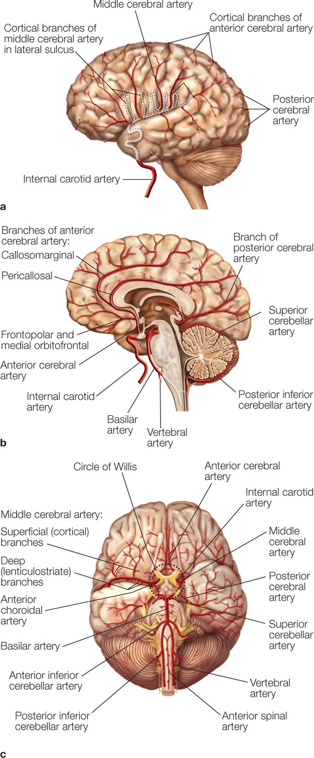 The first brain is shown from the left side. The following parts are labeled: Internal carotid artery below; Cortical branches of middle cerebral artery in lateral sulcus at the top left; middle cerebral artery at the middle; Cortical branches of anterior cerebral artery at the top right; and posterior cerebral artery at right. Blood supply to the lateral part of the cervix is seen. The second brain shows a cross-section and has the following parts named: Vertebral artery below; Basilar artery below; Internal carotid artery, anterior cerebral artery, and frontopolar and medial orbitofrontal at the left; Pericallosal and Branches of anterior cerebral artery: callosomarginal at top left; branches of posterior cerebral artery at top right; Superior cerebellar artery at right bottom; and Posterior inferior cerebellar artery at bottom right. The midsagittal section reveals branches of the anterior cerebral artery, which extend from the anterior aspect of the circle of Willis and a portion of the posterior cerebral artery, which extends from the posterior aspect of the circle of Willis. The third brain shows a top view and has the following parts named from left bottom to right bottom: Posterior inferior cerebellar artery, Anterior inferior cerebellar artery, Basilar artery, Anterior choroidal artery, Deep (lenticulostriate) branches, Middle cerebral artery: Superficial (cortical) branches, Circle of Willis, Anterior cerebral artery, Internal carotid artery, Middle cerebral artery, Posterior cerebral artery, Superior cerebellar artery, Vertebral artery, and Anterior spinal artery. The circle of Willis is supplied with arterial blood from the right and left internal carotid arteries, which extend the right and left common carotid artery and the basilar artery formed by the right and left vertebral arteries, which are branches of the subclavian artery.