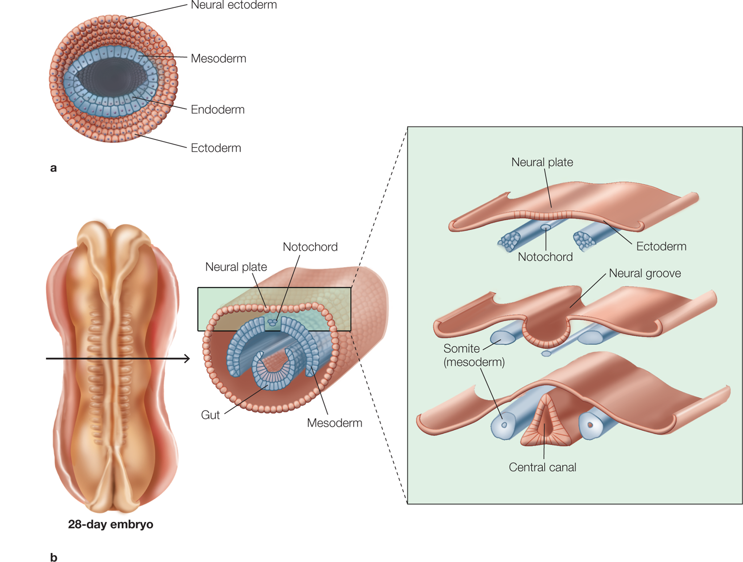 The first one lists Neural ectoderm, mesoderm, endoderm, and ectoderm in a circular view. The second shows a 28-day embryo with an inset image of cross-section showing te Gut, mesoderm, Neural plate, and Notochord. Inset image of the neural plate shows the neural plate wit notochord and ectoderm. Two images below point out to somite and central canal. The neural groove is also seen.