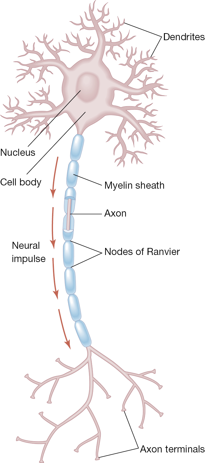 Brain Cells
