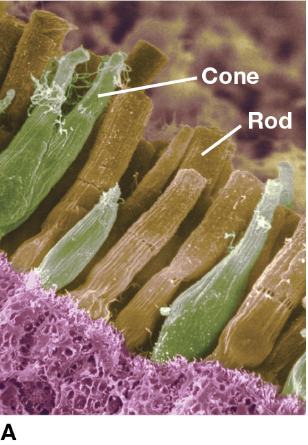 Insect Rod Effect The Visual System
