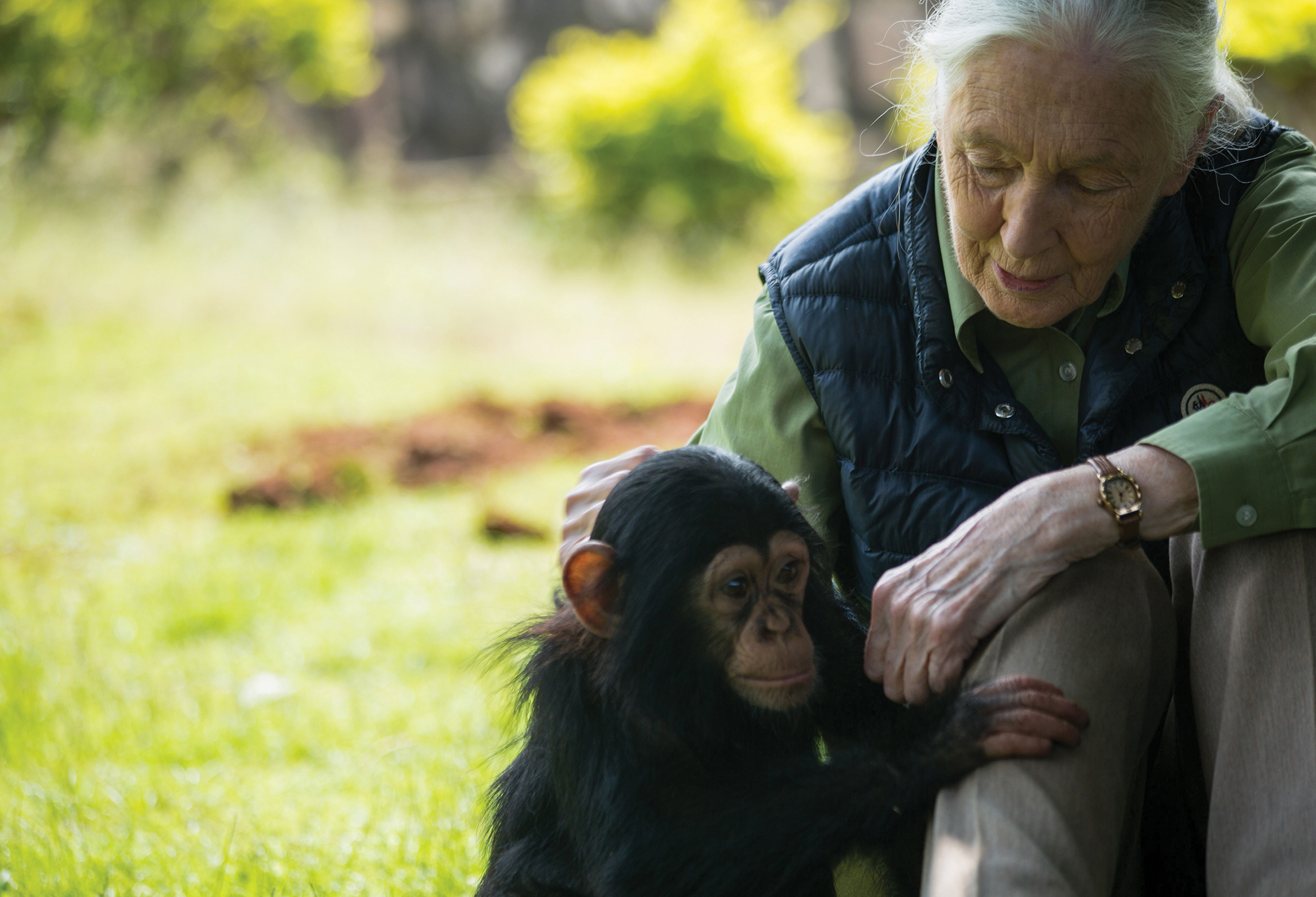 Jane Goodall, a gray-haired White woman, sits with a chimpanzee in a grassy area.