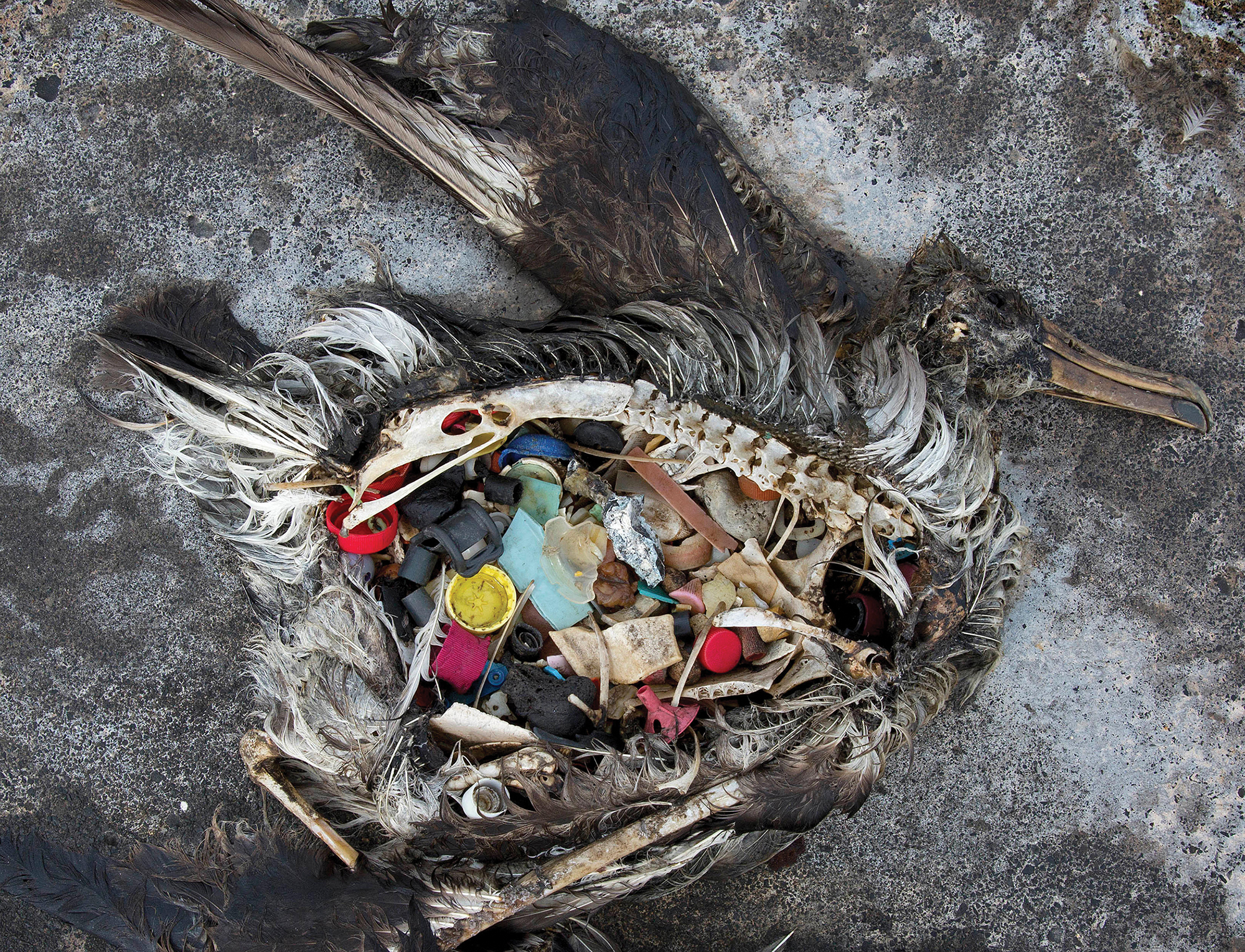 The decomposing body of a bird shows bottle caps, plastic, and other assorted trash in its stomach.