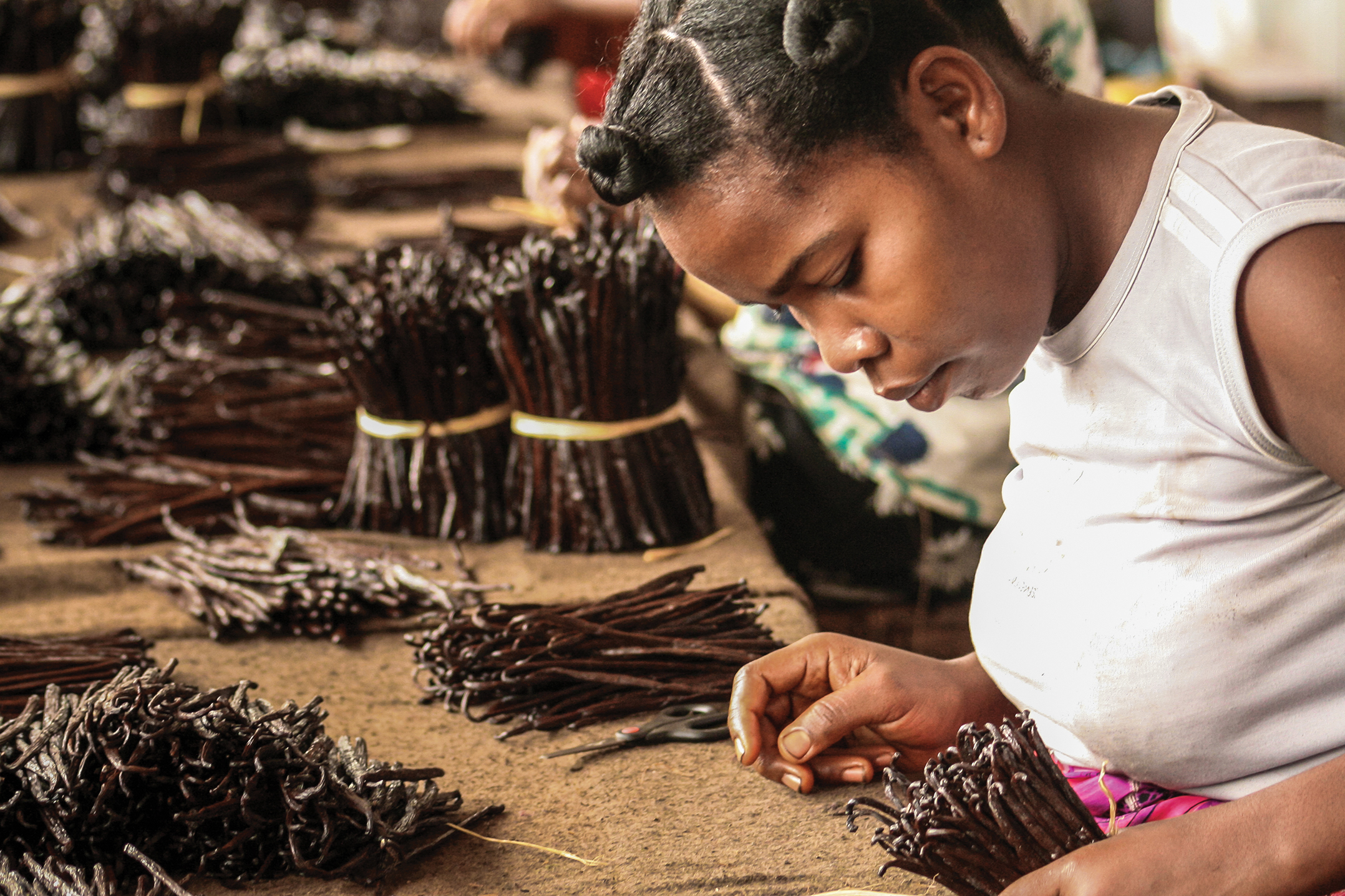 A woman leans over a table trimming and sorting vanilla beans.