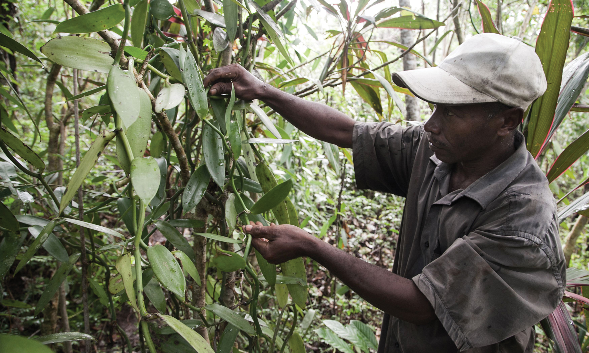 A man in a forest touches a vanilla plant.