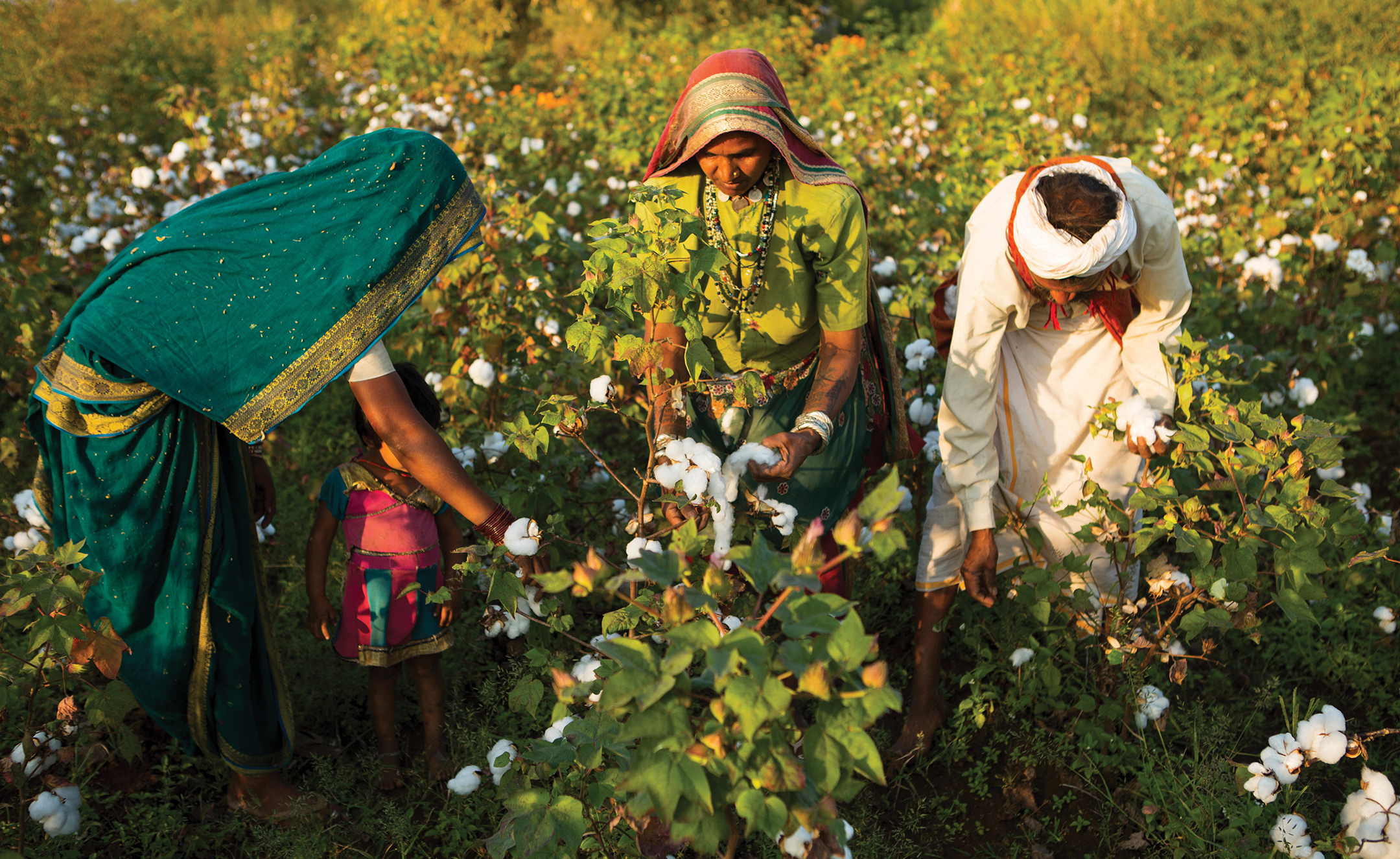Three adults and one child bend down to pick cotton.