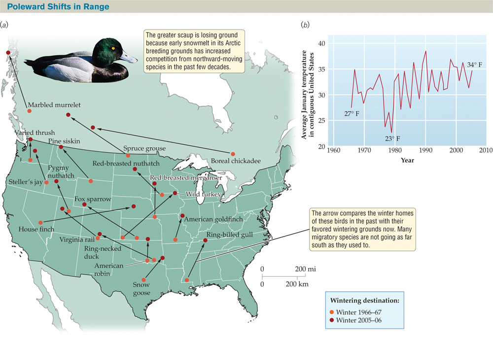 Map and graph titled “Poleward Shifts in Range.” : (a) A map of the United States and southern Canada shows changes in the central locations of the wintering destinations of several migratory birds between the winters of 1966-67 and 2005-06. Migration destinations are consistently farther north in 2005-06 than in 1966-67. Next to an illustration of a duck is the caption “The greater scaup is losing ground because early snowmelt in its Arctic breeding grounds has increased competition from northward-moving species in the past few decades.” (b) A line graph shows average January temperature in the contiguous United States between 1966 and 2006. Though the average temperature fluctuates sharply between a low of 23 degrees Fahrenheit in 1979 and a high of 38 degrees in 1990, the general trend is upward, from 27 degrees in 1966 to 34 degrees in 2006./Map titled “Poleward Shifts in Range.” : A map of the United States and southern Canada shows changes in the central locations of the wintering destinations of several migratory birds between the winters of 1966-67 and 2005-06. Migration destinations are consistently farther north in 2005-06 than in 1966-67. Next to an illustration of a duck is the caption “The greater scaup is losing ground because early snowmelt in its Arctic breeding grounds has increased competition from northward-moving species in the past few decades.”