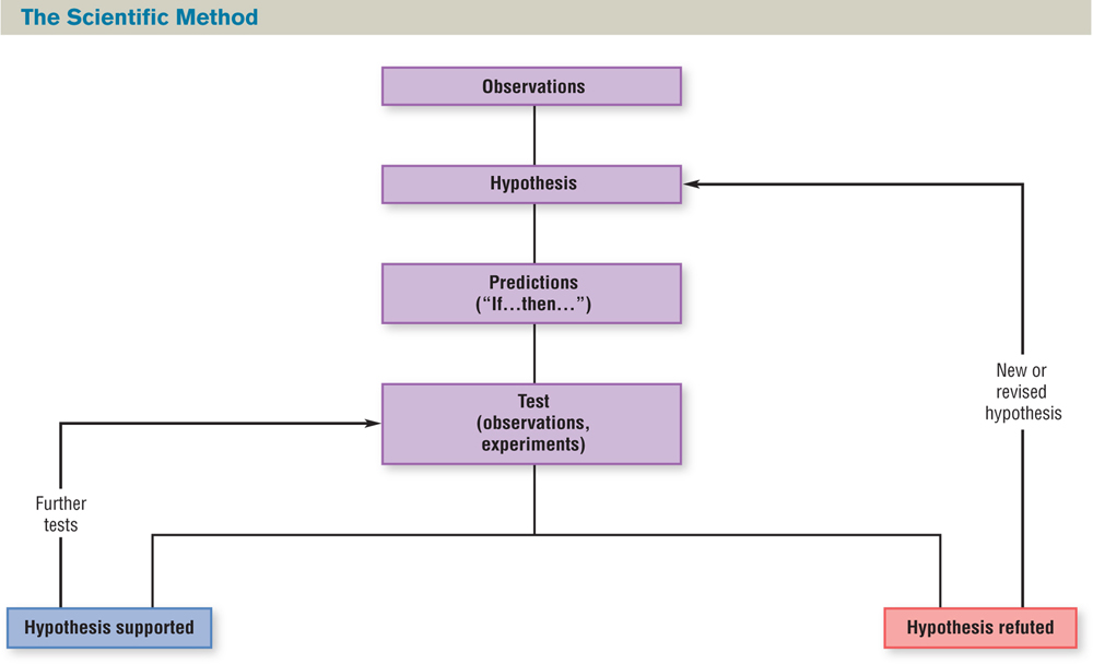 A flowchart illustrating the scientific method. : From top to bottom, the boxes in the chart are labeled as follows: • Observations  • Hypothesis  • Predictions (“if, then”)  • Test (observations, experiments)   • Hypothesis supported (arrow points from this box back to Hypothesis with the label “New or revised hypothesis”) • Hypothesis refuted (arrow points from this box back to Test with the label “Further tests”) 