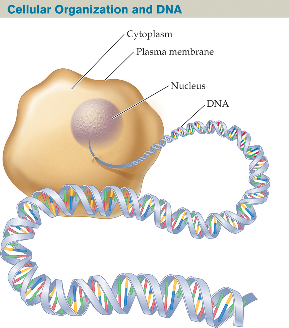 Illustration of a cell titled “Cellular Organization and DNA.” : The illustration shows an amoeba-shaped mass labeled “Cytoplasm,” with its outer edge labeled “Plasma membrane.” A smaller, spherical mass within the cytoplasm is labeled “Nucleus.” A long, twisting strand of DNA, with its double-helix structure, emerges from the nucleus and extends outside the cell into the foreground.