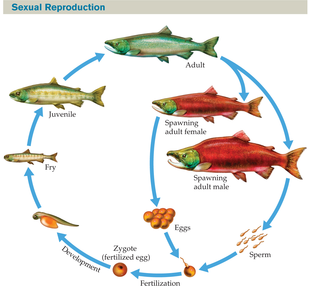 An illustration of the cycle of sexual reproduction of fish. : A circular diagram begins with an adult fish at the top of the cycle. Arrows extend from the fish clockwise, one pointing to adult spawning female and one pointing to an adult spawning male. An arrow points down from the female fish toward eggs, and an arrow points down from the male fish toward sperm. Arrows from the egg and sperm both point to an image of a sperm penetrating an egg. An arrow labeled “Fertilization” continues clockwise from this image to another labeled “Zygote (fertilized egg).” Another arrow, labeled “Development,” continues clockwise from the zygote to a hatchling, and from there to a small, immature fish labeled “Fry.” Another arrow continues clockwise from the fry to a larger fish labeled “Juvenile.” A final arrow points clockwise from the juvenile back to the original adult fish, completing the cycle.