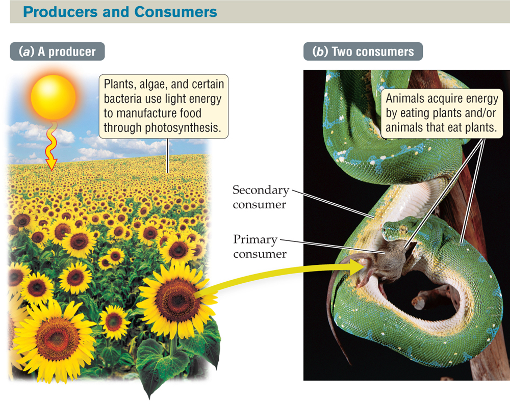 A pair of captioned images titled “Producers and Consumers.” : (a) A producer. An illustration of the sun with a squiggly arrow pointing down to a field of sunflowers, with the caption “Plants, algae, and certain bacteria use light energy to manufacture food through photosynthesis.” (b) Two consumers. A photo of a snake coiled on a branch, eating a small rodent, with the caption “Animals acquire energy by eating plants and/or animals that eat plants.” The snake is labeled “secondary consumer” and the rodent is labeled “primary consumer.” An arrow points from a sunflower in image (a) to the rodent in image (b).