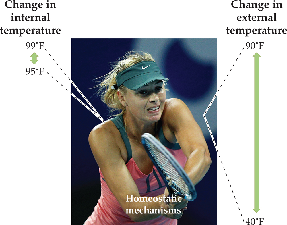 Photo of a woman tennis player in action, labeled “Homeostatic mechanisms,” with indicators for internal and external temperature. : To the left of the photo is the label “Change in internal temperature,” with a short double-headed arrow indicating a range of 95 to 99 degrees Fahrenheit and a leader to the player’s shoulder. To the right of the photo is the label “Change in external temperature,” with a long double-headed arrow indicting a range of 40 to 90 degrees Fahrenheit and a leader to the space next to the player.