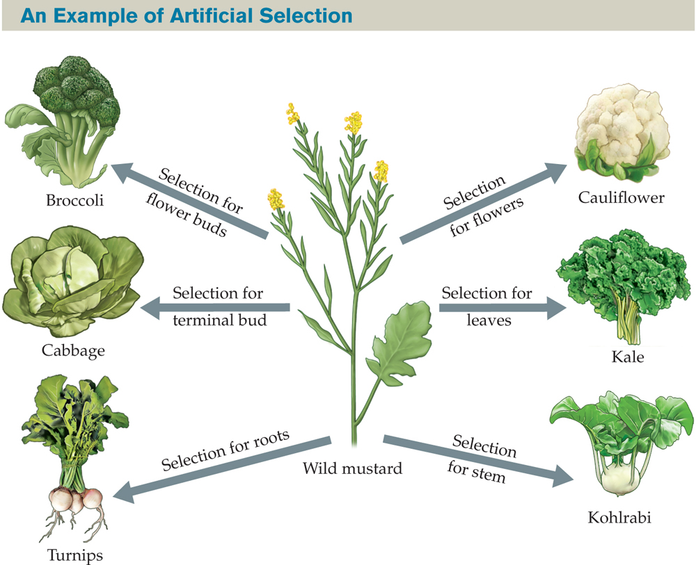 A diagram titled “An Example of Artificial Selection.” : At the center is an illustration of a wild mustard plant, with labeled arrows pointing from the plant to each of six other plants, as follows: Selection for flowers, cauliflower; selection for leaves, kale; selection for stem, kohlrabi; selection for roots, turnips; selection for terminal bud, cabbage; selection for flower buds, broccoli.