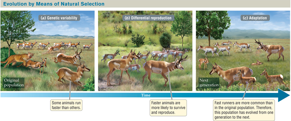 A diagram titled “Evolution by Means of Natural Selection.” : Three labeled drawings of a herd of pronghorns in a grassland, with a single arrow running  from left to right underneath all three images, labeled “Time.”  The drawings are as follows: (a) Genetic variability. The herd is fleeing from a predatory cat, which catches a smaller, slower pronghorn. The labels are “Original population” and “Some animals run faster than others.” (b) Differential reproduction. The herd consisting of the faster pronghorns is shown, with the label “Faster animals are more likely to survive and reproduce.” (c) Adaptation. The herd consisting of the faster pronghorns and their young is shown, with the labels “Next generation” and “Fast runners are more common than in the original population. Therefore, this population has evolved from one generation to the next.”