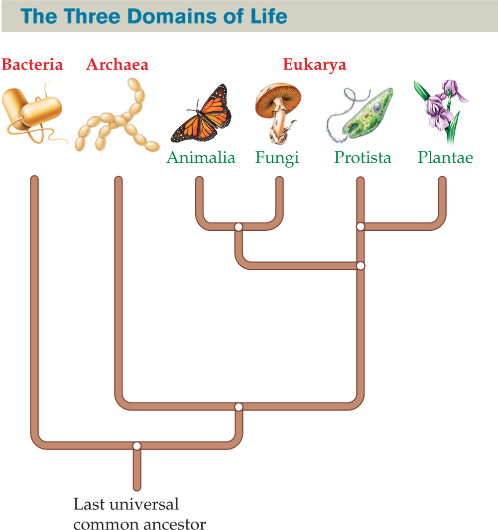 A cladogram labeled “The Three Domains of Life.” : The cladogram shows the forms of life branching off from the last universal comman ancestor, as follows: Last universal common ancestor • Left branch: Bacteria • Right branch:    • Archaea    • Eukarya       • Animalia       • Fungi       • Protista       • Plantae