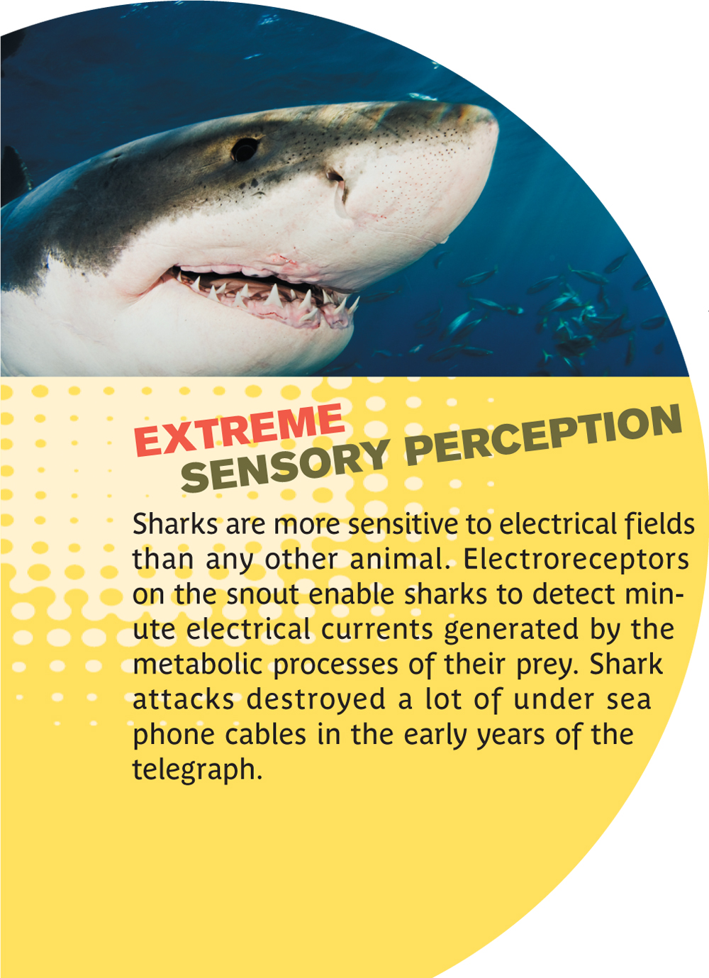 Sharks are more sensitive to electrical fields than any other animal. Electroreceptors on the snout enable sharks to detect minute electrical currents generated by the metabolic processes of their prey. Shark attacks destroyed a lot of under sea phone cables in the early years of the telegraph.