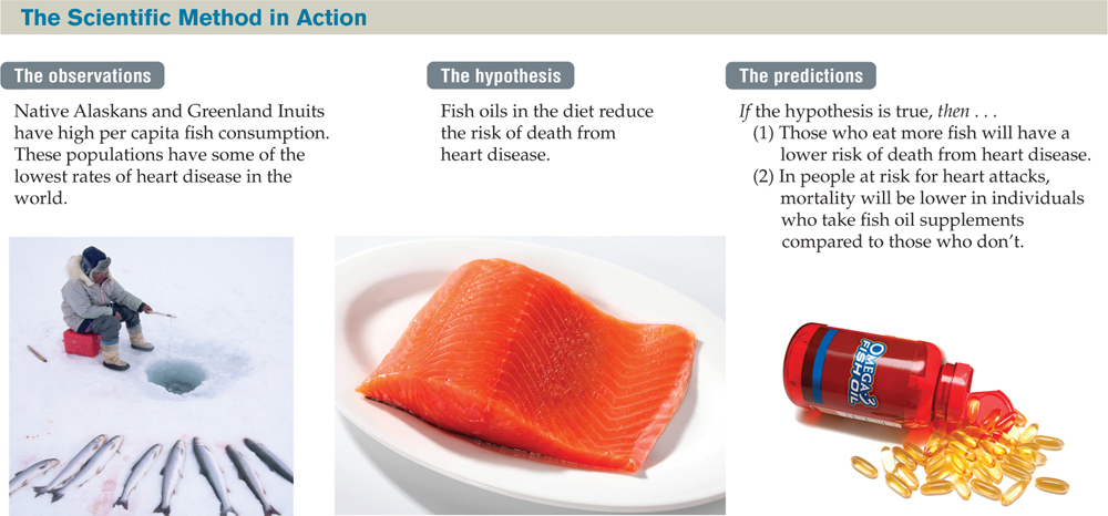 A three-part diagram titled “The Scientific Method in Action.” : Diagram of the first three steps of the scientific method, as follows: 1. The observations. Photo of a man fishing through a hole in the ice, and the caption: “Native Alaskans and Greenland Inuits have high per capita fish consumption. These populations have some of the lowest rates of heart disease in the world.” 2. The hypothesis. Photo of a piece of salmon on a plate, and the caption: “Fish oils in the diet reduce the risk of death from heart disease.” 3. The predictions. Photo of an open bottle of fish oil capsules, and the caption: “If the hypothesis is true, then: (1) Those who eat more fish will have a lower risk of death from heart disease. (2) In people at risk for heart attacks, mortality will be lower in individuals who take fish oil supplements compared to those who don’t.”