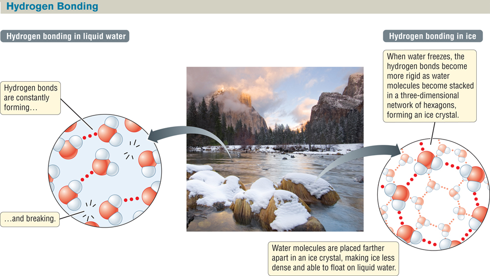Hydrogen Bonding In Ice And Liquid Water
