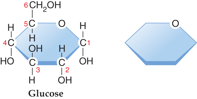 Diagram comparing the structural formula and shorthand models of glucose. : Image comparing the structural formula and shorthand models of the monosaccharide glucose. The image on the left shows the ring form of glucose in a blue hexagonal formation. Each of six carbon atoms is labeled with a red number 1 through 6. Five carbons and one oxygen are at the vertices of the hexagon. Four carbons are single-bonded to both a hydrogen atom (H) and a hydroxyl group (OH). The last carbon is single-bonded to a hydroxymethyl compound (CH2OH). The ring is labeled “glucose.” The image on the right shows one oxygen atom at the upper right vertex of the hexagon, the same place it appeared in the previous image. This hexagon is otherwise unlabeled.