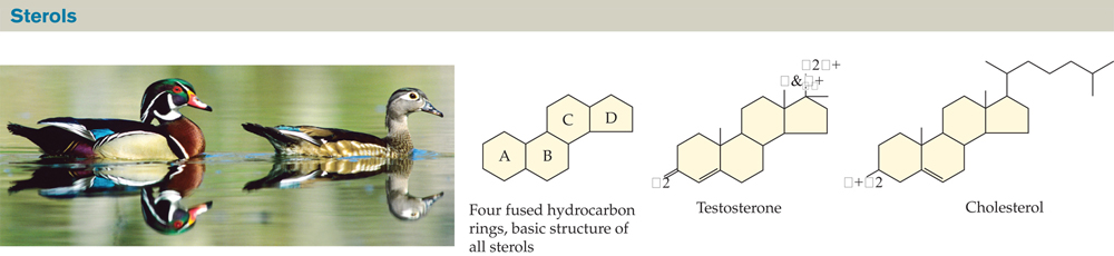 Infographic titled “Sterols.” : On the left is a photograph of two wood ducks, a male and a female, swimming in a lake. On the right is a diagram of the basic structure of all sterols, which consists of four fused hydrocarbon rings labeled A, B, C, and D. A, B, and C are hexagons, and D is a pentagon. To the right of this is a model of the sterol testosterone, which has a double bond to oxygen (O) from the “A” hexagon as well as a double bond within the “A” hexagon. Between hexagons “A” and “B,” a single line protrudes, as it does from the top of pentagon “D,” where an additional line forms a bond to OH. Another line indicating a bond to CH3 extends upward from where “C” and “D” meet. A model of the sterol cholesterol is also shown. Cholesterol has a single bond to HO from hexagon “A” and a double bond within hexagon “B.” Between “A” and “B,” as well as between “C” and “D,” single lines extend upward. From “D,” a single line extends upward and connects to several other lines that form a zigzag pattern.