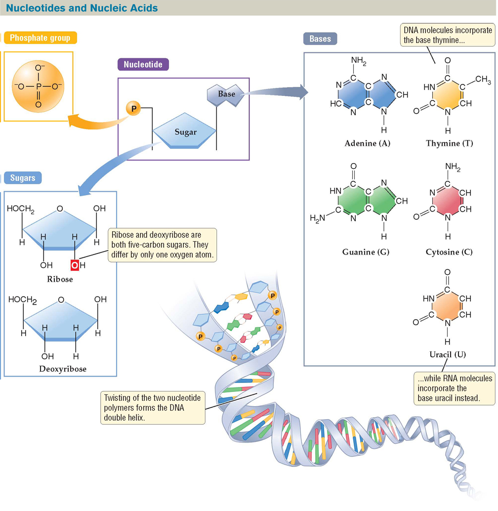 Diagram titled “Nucleotides and Nucleic Acids.” : Diagram showing the composition of a nucleotide. At the top center of the diagram is a nucleotide with its three components labeled: a phosphate, a sugar, and a base. An arrow points from the phosphate to an enlarged view of a phosphate group, consisting of a phosphorus atom double-bonded to an oxygen atom and single-bonded to three oxygen ions.  Another arrow points from the sugar in the nucleotide image to an enlarged view of two hexagonal sugar molecules—the ring forms of ribose and deoxyribose. A text box reads, “Ribose and deoxyribose are both five-carbon sugars. They differ by only one oxygen atom.”  To the right of the nucleotide image are ring-form models of the five different bases nucleotides can contain: adenine, thymine, guanine, cytosine, and uracil. Text boxes read, “DNA molecules incorporate the base thymine, while RNA molecules incorporate the base uracil instead.”  At the bottom of the image is a model of a DNA strand, a double helix consisting of two twisted nucleotide polymers. Tiny representations of phosphates, sugars, and bases are visible on the DNA strand. A text box reads, “Twisting of the two nucleotide polymers forms the DNA double helix.”